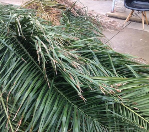 CTL Services - Tree Removal Adelaide - Norwood, SA. The clean up