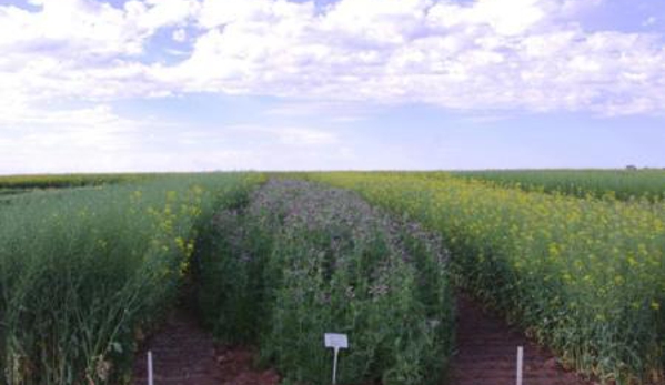 Rural Management Strategies Pty Ltd - Cootamundra, NSW
