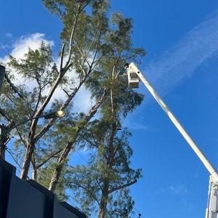 Full Tree Services - Davie, FL. Hazard Australian Pine Tree Removal