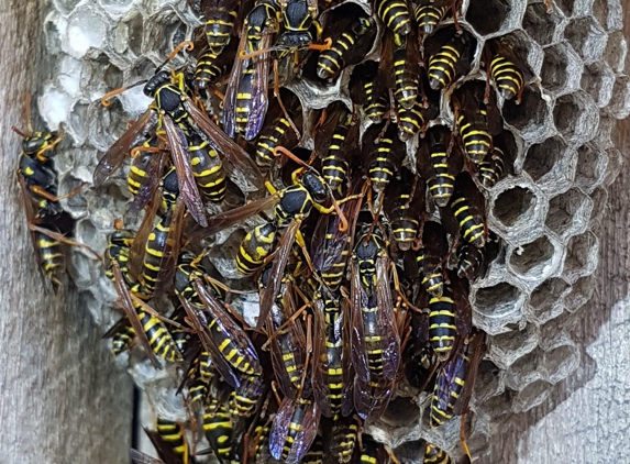 Picton Pest Control