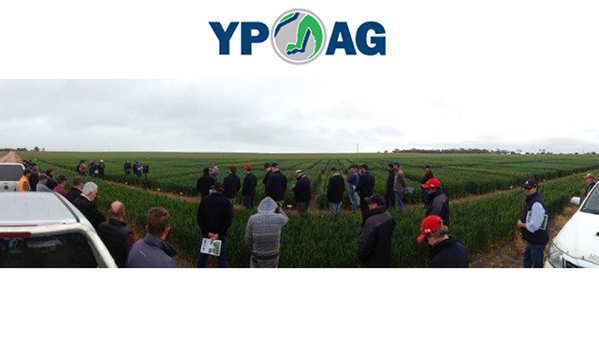 YP AG - Maitland Branch - Maitland, SA