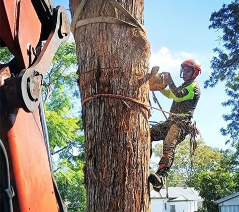 Tree Solutions - Rainbow Flat, NSW