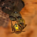 Rogue Pest Solutions - Pest Control Equipment & Supplies