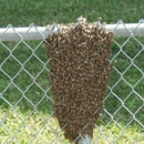 Clover Honey Farm - Bee Control & Removal Service