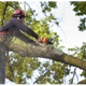 Rushton General Home Improvement and Tree Service