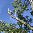 Noel's Tree Service - Tree Service