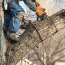 Jones Tree & Lawn, Inc. - Tree Service