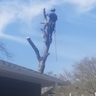 Capital Tree Service