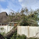 Perfectly Trimmed Palms - Tree Service