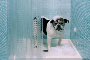 Hotel Max Seattle Doggie Shower