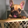 French Bulldogs of AZ gallery