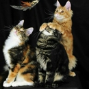 Forsyth County Animal Shelter - County & Parish Government