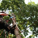 Lumberjacks Tree Service - Tree Service