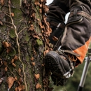 Jose's Tree Services - Tree Service