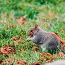 Diamondback Wildlife Removal - Pest Control Services