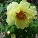 Pinesbridge Nursery - Garden Centers