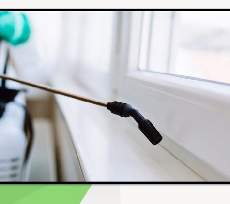 Albury Wodonga Pest Control - Albury, NSW. Effective Methods And Expert Knowledge