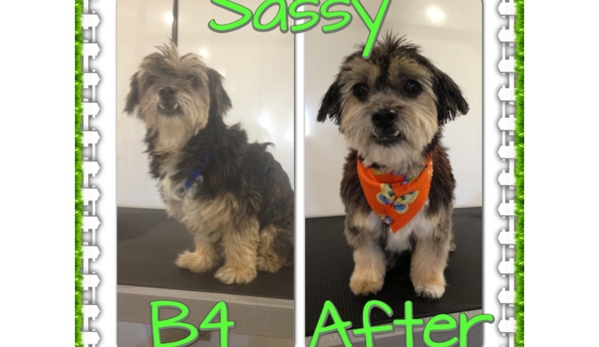 LIMElight Pet Salon - Buddina, QLD