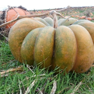 Gallrein Farms - Shelbyville, KY