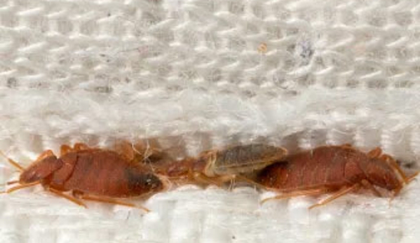 Chambers Pest Solutions - Hillarys, WA