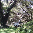 Century Tree and Mulching Service