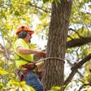 Arbor Tree Care - Tree Service