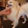 Eldorado Pet Grooming gallery