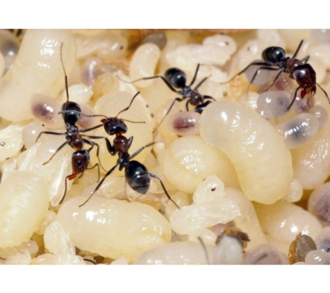 Cairns Pest Control Services - Edmonton, QLD