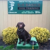 K9 Basics - Top Dog Training in Marlton gallery