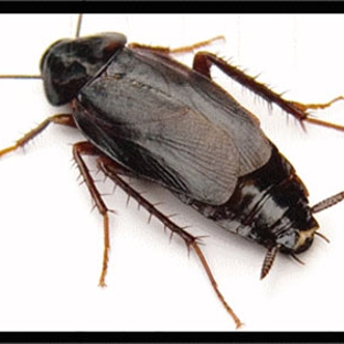 Sharp Pest Control - Cooma, NSW