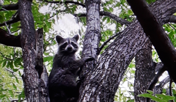 Can Catch Varmint Control - Port Huron, MI. Raccoon being relocated