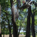Dan the Tree Man - Stump Removal & Grinding