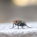 A.P. Pest Control. - Pest Control Equipment & Supplies