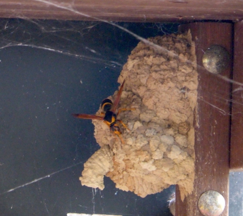 Systems Pest Management Pty Ltd - Thornleigh, NSW