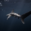 Shark Media Group gallery