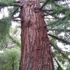 Redwood Landscaping Service