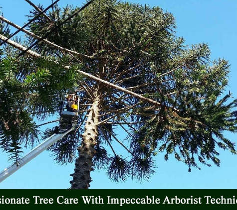 GTS Trees - Boonah, QLD. Passionate Tree Care With Impeccable Arborist Techniques