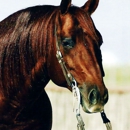 The Ranch Equine, Inc. - Horse Breeders