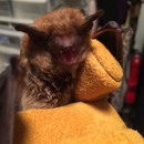 Bats R Us Wildlife Removal Specialist - Animal Removal Services