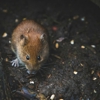 ARQ Pest Control, Inc. gallery