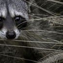 KIB Nuisance Animal Removal - Pest Control Services