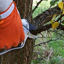 Langford Tree Service - Arborists