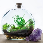 Bottled Blooms Terrariums & Indoor Plants