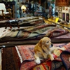 Castle Cleaning & Oriental Rug Co gallery
