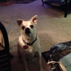 Imlay City Veterinary Clinic PC