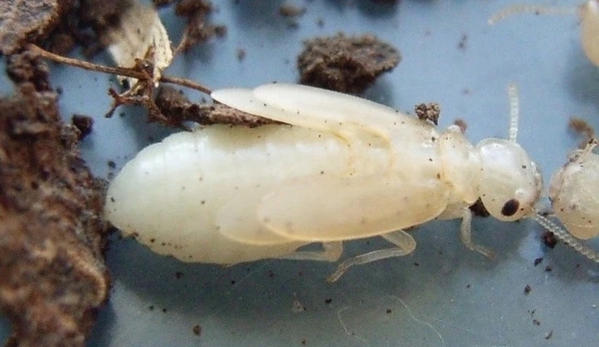 Systems Pest Management Pty Ltd - Thornleigh, NSW