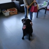 VCA West Linn Animal Hospital gallery