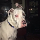 Furry Friends Pet Care, LLC - Pet Sitting & Exercising Services