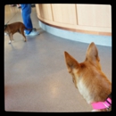 Abby Pet Hospital - Veterinary Clinics & Hospitals