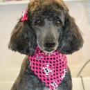 Wiggles and Wags Pet Grooming - Pet Grooming